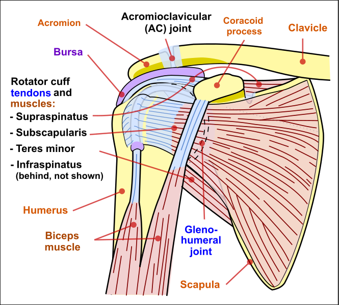 reconstrução anatómica da articulação acromioclavicular