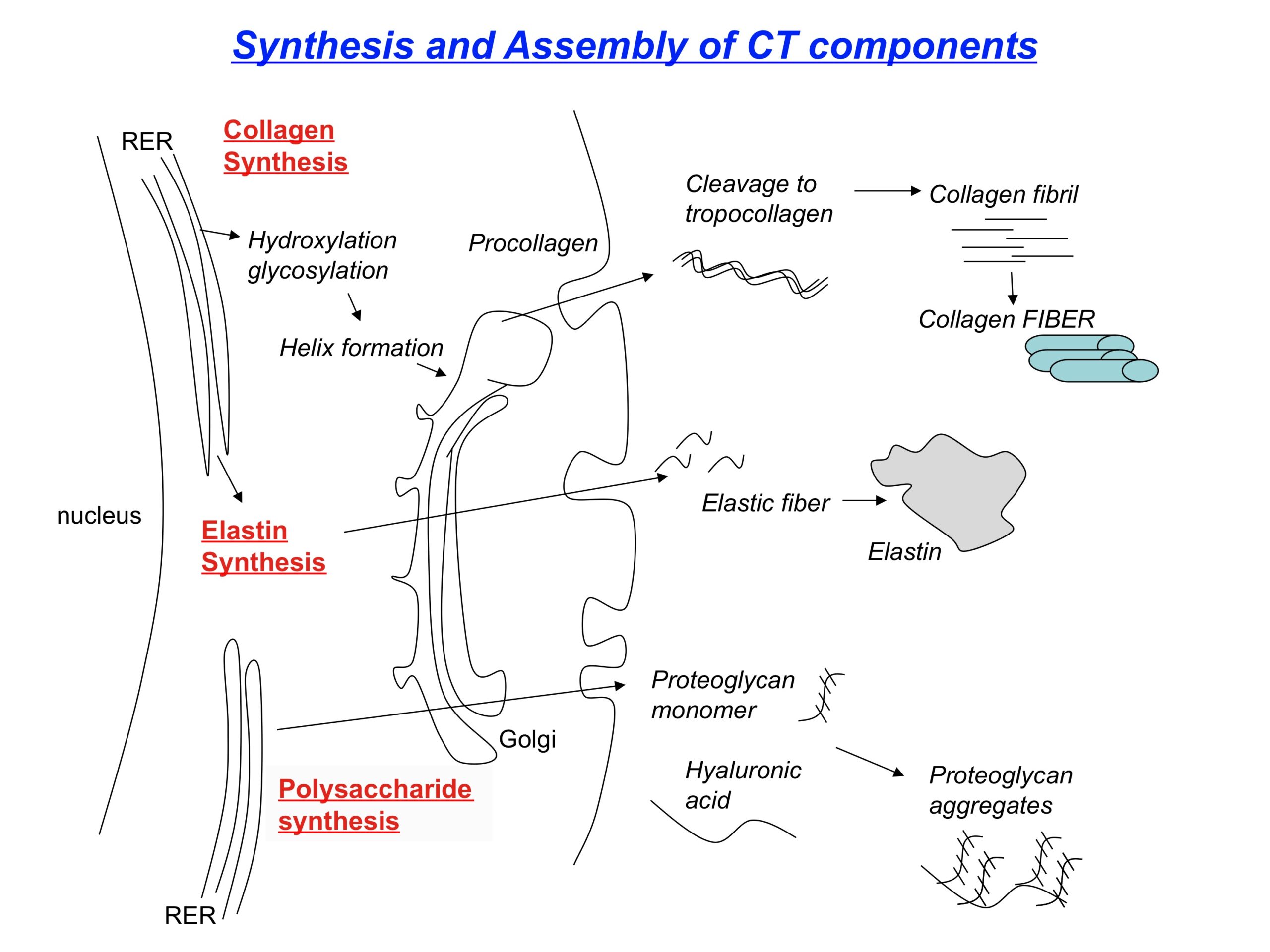 Mechanism of collagen synthesis